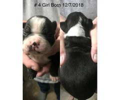 Cute Boston Terrier Puppies need a forever home - 2