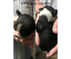 Cute Boston Terrier Puppies need a forever home - 4