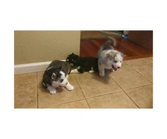 6 husky puppies for sale, 3 male 3 female 1 month old - 2