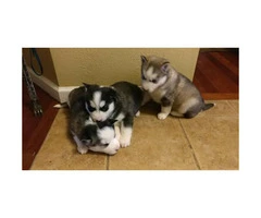 6 husky puppies for sale, 3 male 3 female 1 month old - 3