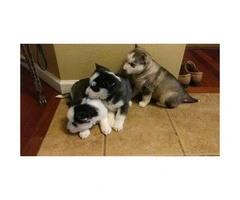 6 husky puppies for sale, 3 male 3 female 1 month old - 4