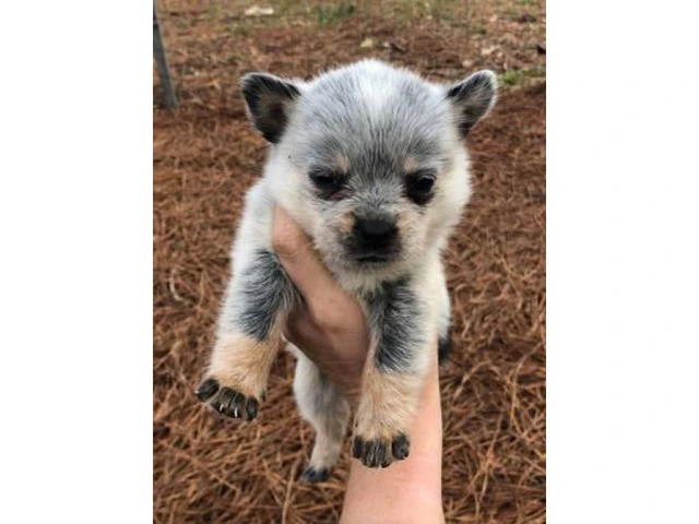 Standard Blue Heeler Puppies one male and two females