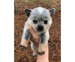 Standard Blue Heeler Puppies one male and two females