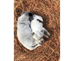 Standard Blue Heeler Puppies one male and two females
