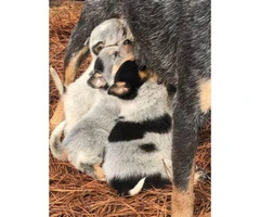 Standard Blue Heeler Puppies one male and two females