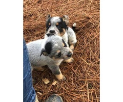 Standard Blue Heeler Puppies one male and two females
