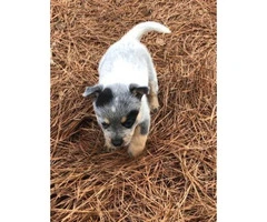 Standard Blue Heeler Puppies one male and two females