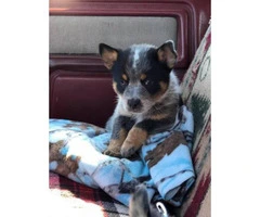 Standard Blue Heeler Puppies one male and two females