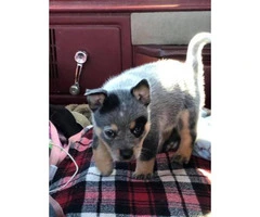 Standard Blue Heeler Puppies one male and two females
