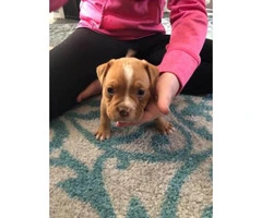 American Bully puppies  ABKC registered