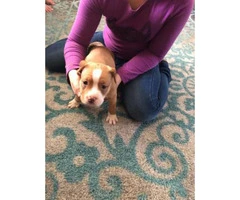 American Bully puppies  ABKC registered - 4