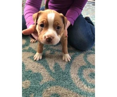 American Bully puppies  ABKC registered - 5