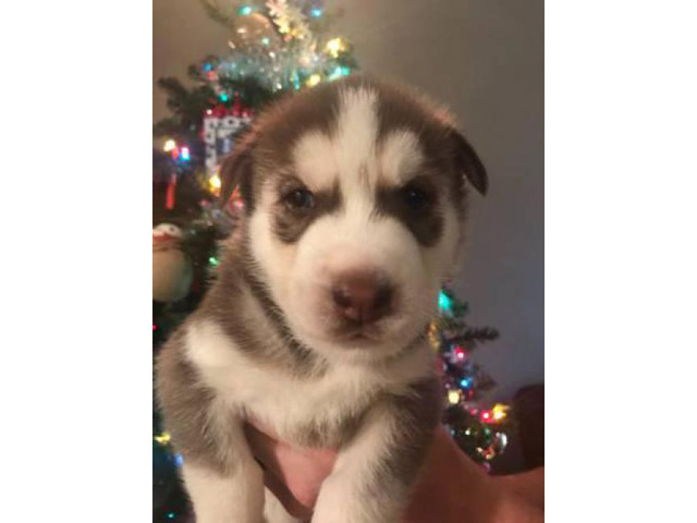 Husky puppies for sale Raised indoors in Memphis, Tennessee - Puppies for Sale Near Me