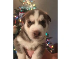 Husky puppies for sale Raised indoors - 1
