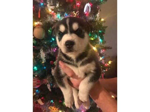 Husky puppies for sale Raised indoors in Memphis, Tennessee - Puppies for Sale Near Me