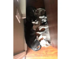 Husky puppies for sale Raised indoors - 5