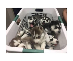 Husky puppies for sale Raised indoors - 6