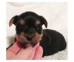Super cute small Yorkie puppies 10 week old - 2