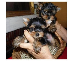 Super cute small Yorkie puppies 10 week old - 3