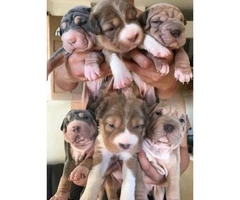 SharPei Pitbulls Puppies All females - 4