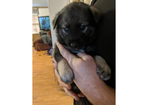 Litter of AKC purebred Norweigen Elkhounds