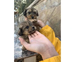 Gorgeous Maltese/Yorkshire terrier puppies