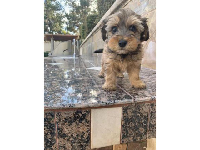 Gorgeous Maltese/Yorkshire terrier puppies in Flagstaff, Arizona