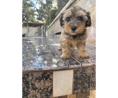 Gorgeous Maltese/Yorkshire terrier puppies - 2