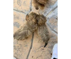 Gorgeous Maltese/Yorkshire terrier puppies - 4