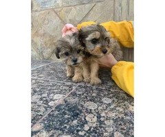 Gorgeous Maltese/Yorkshire terrier puppies - 6