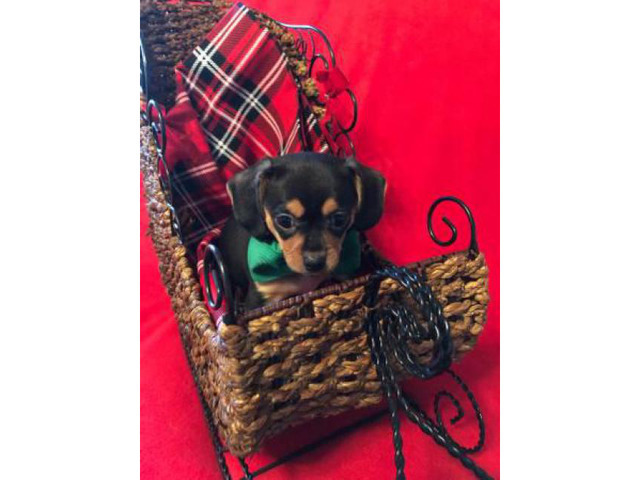 miniature chihuahuas for sale near me