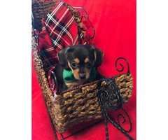 2 Male Black and Tan 9 week old Chihuahuas Puppies - 2