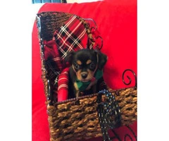 2 Male Black and Tan 9 week old Chihuahuas Puppies - 3