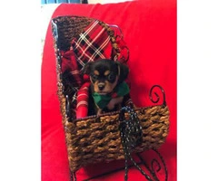 2 Male Black and Tan 9 week old Chihuahuas Puppies - 4