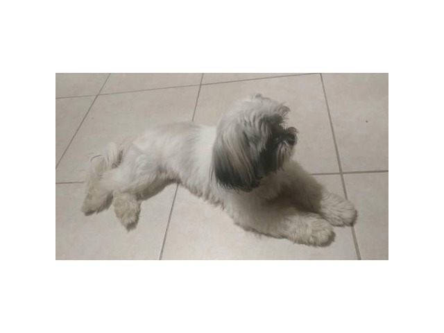 6 month old shih tzu full breed Jacksonville - Puppies for Sale Near Me