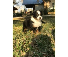 Miniature Australian Shepherd Puppies 2 females and two males - 1