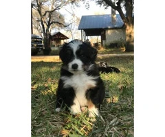 Miniature Australian Shepherd Puppies 2 females and two males - 2