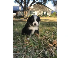 Miniature Australian Shepherd Puppies 2 females and two males - 4