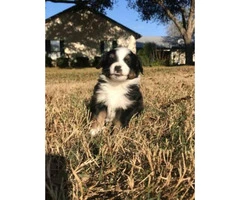 Miniature Australian Shepherd Puppies 2 females and two males - 5