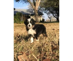 Miniature Australian Shepherd Puppies 2 females and two males - 6