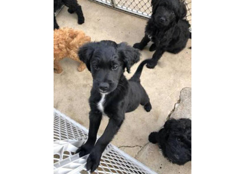 Labradoodle puppies Currently 9 weeks
