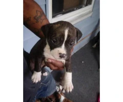 All male Blue Nose Pits Puppies only 4 left