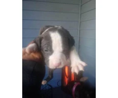 All male Blue Nose Pits Puppies only 4 left - 5
