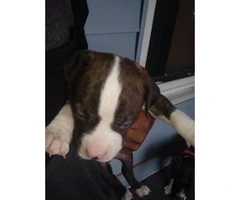 All male Blue Nose Pits Puppies only 4 left - 6