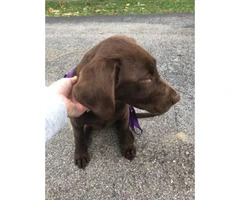 Akc registered male  Chocolate lab puppy for sale
