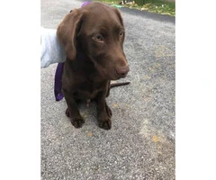 Akc registered male  Chocolate lab puppy for sale - 2