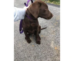 Akc registered male  Chocolate lab puppy for sale - 3
