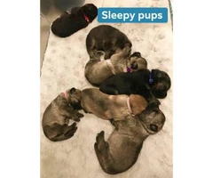 Purebred German Shepherd puppies born on Xmas Day - 6