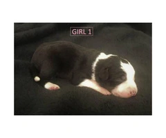 beautiful purebred border collie puppies available - 1