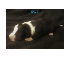 beautiful purebred border collie puppies available - 2